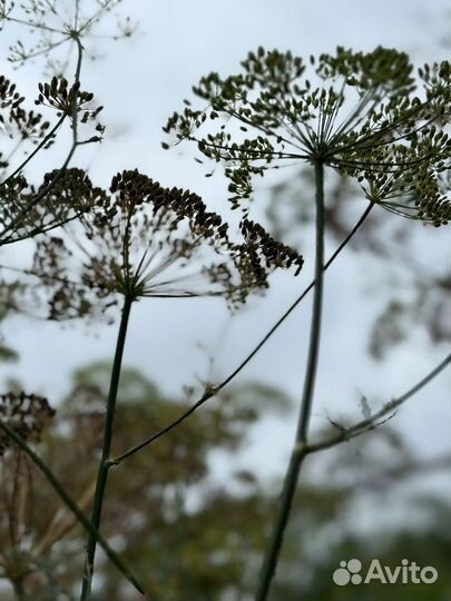 Семена укропа