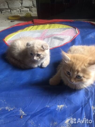 Котята в добрые руки. Мальчики