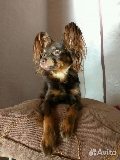 Вязка.Той- терьер