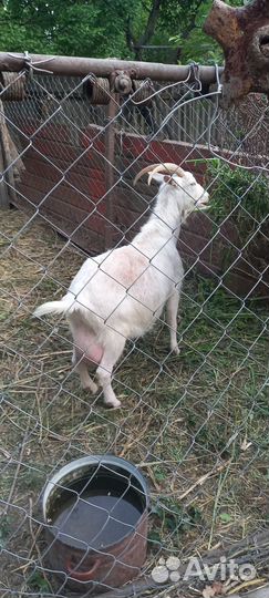 Коза дойная