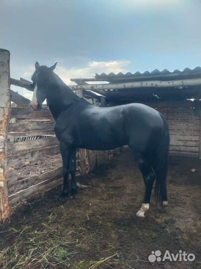 Жеребцы Орловцы