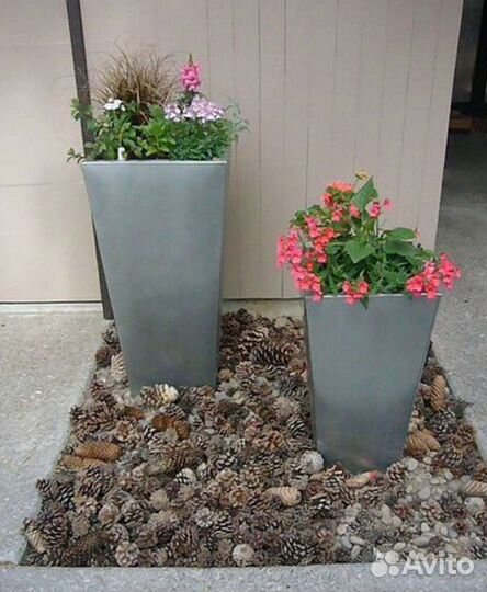 Шишки сосновые