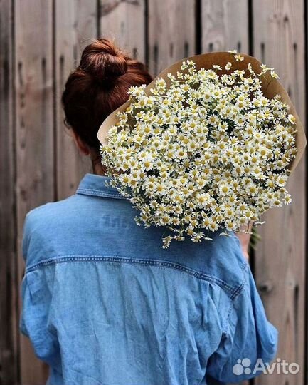 Цветы ромашки