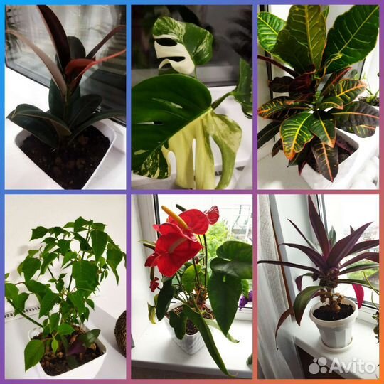 Продажа комнатных цветы
