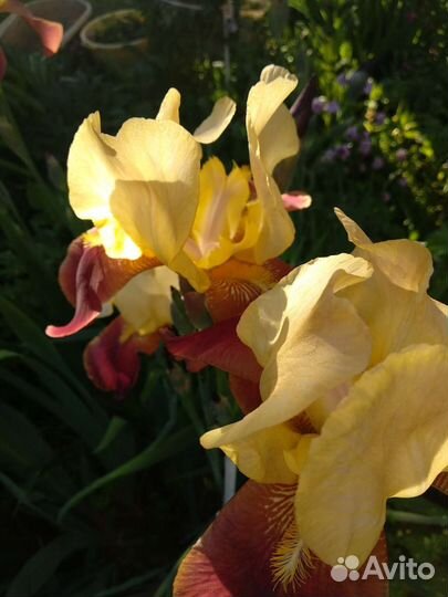 Хоста, ирисы