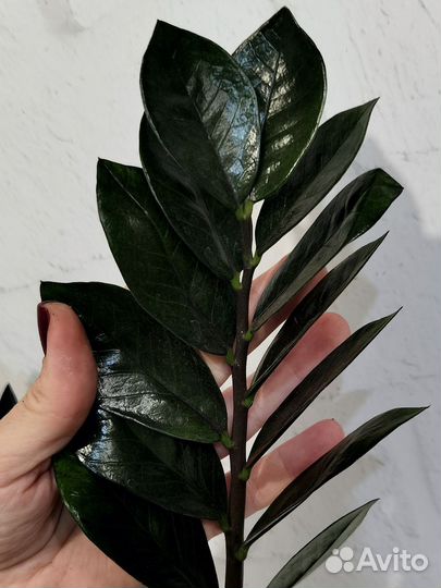 Чернее чёрного - замиокулькас Довон (Dovon) лист