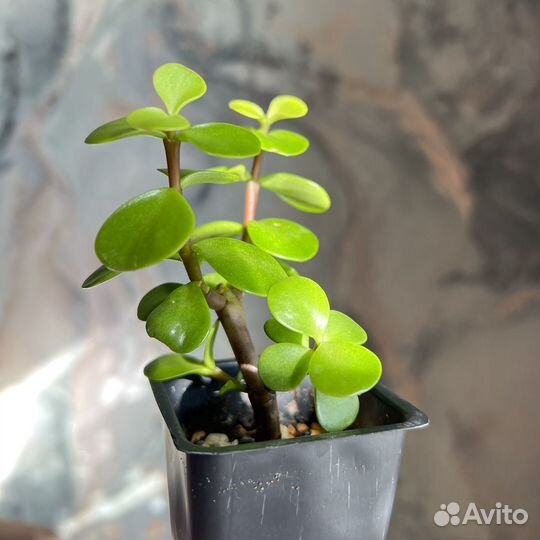 Портулакария Афра (Dwarf Jade). Суккулент