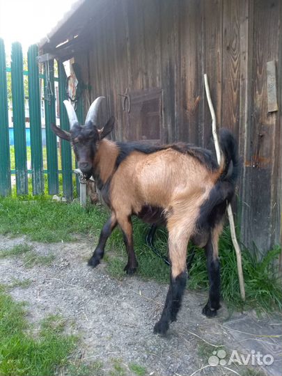 Чешский козёл