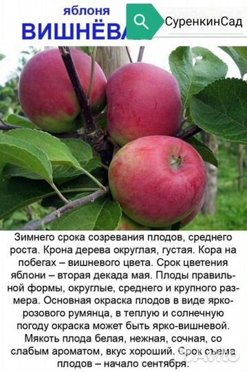 Саженцы плодовых и лекоративных деревьев и кустарн