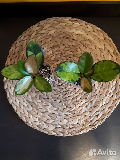 Hoya Australis Lisa (хойя Aустралис Лиза)