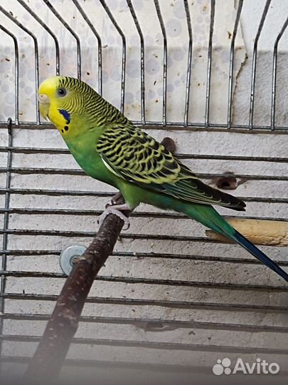 Волнистые попугаи