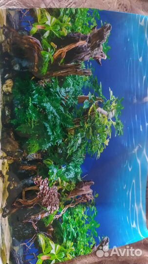 Аквариум и все для аквариума