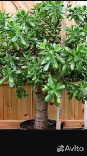 Денежное дерево