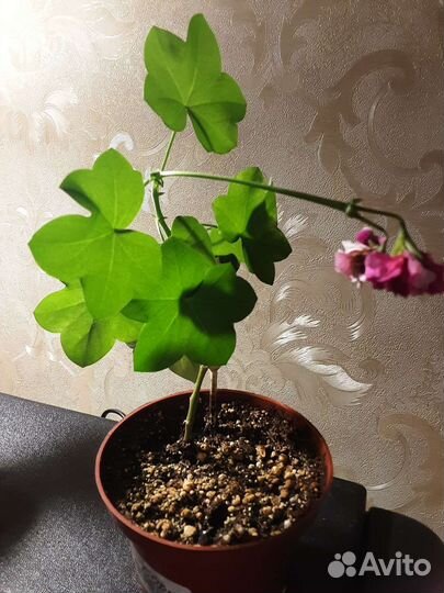 Пеларгонии