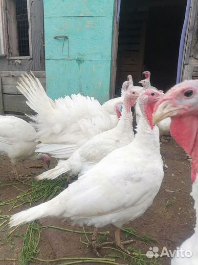 Индюки, индюшата белая широкогрудая