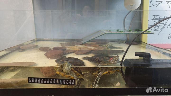 Красноухие черепахи в добрые руки