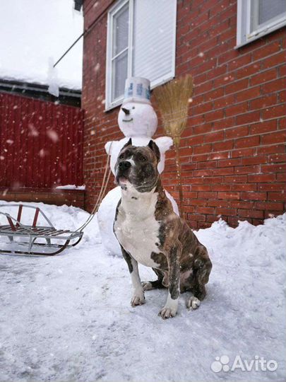 Стаффордширский терьер вязка