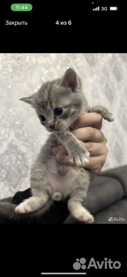 Британские котята