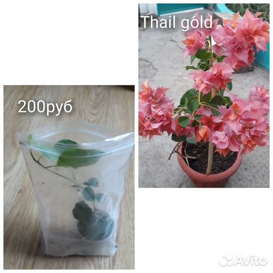 Бугенвиллии