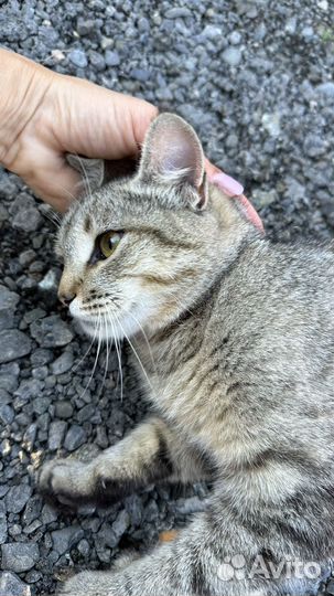Особенная кошка