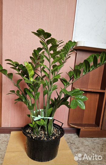 Замиокулькас