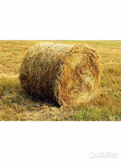 Солома ячменная, пшеничная, гороховая, чечевичная