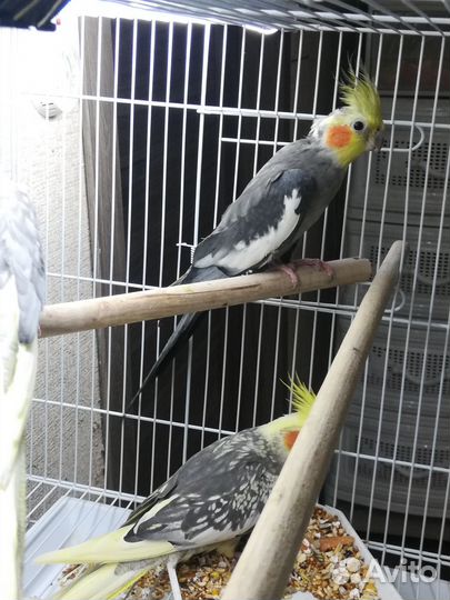 Попугай корелла птенцы и клетка