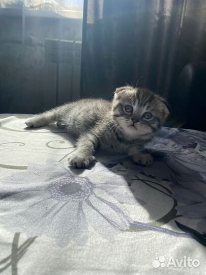 Кошки породистые