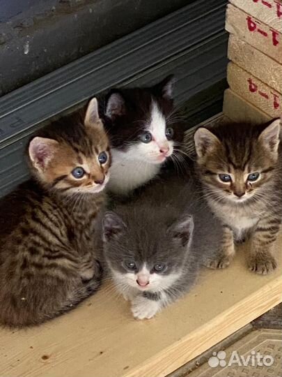 Кошки в добрые руки