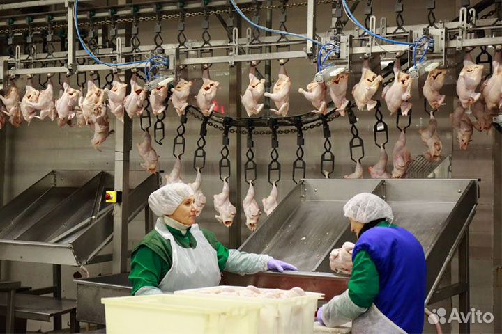 Работа на птицефабрике 24/7