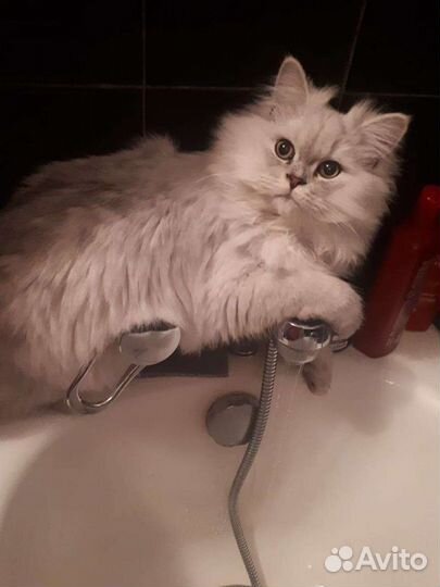 Кот на вязку персидской шиншиллы