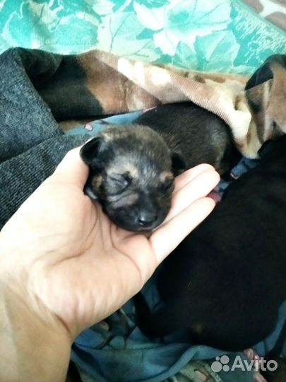 Собаки бесплатно