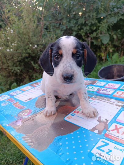 Щенки такса