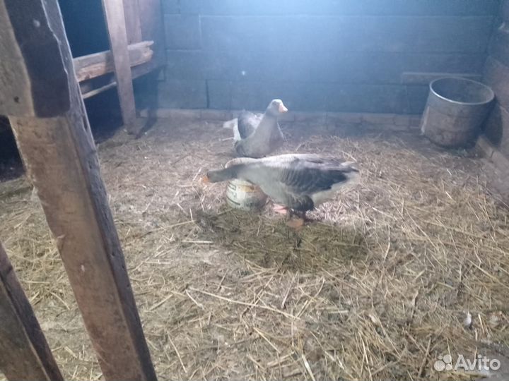 Гусь и Гусыня