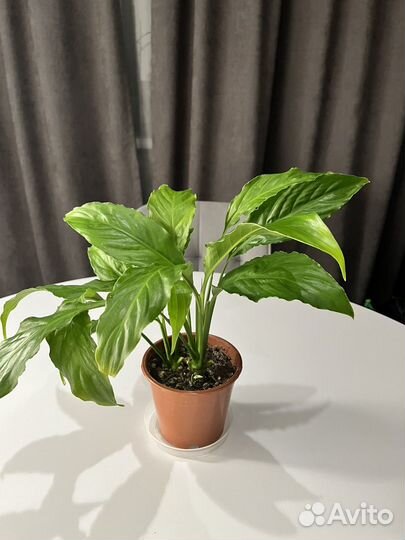 Спатифиллум