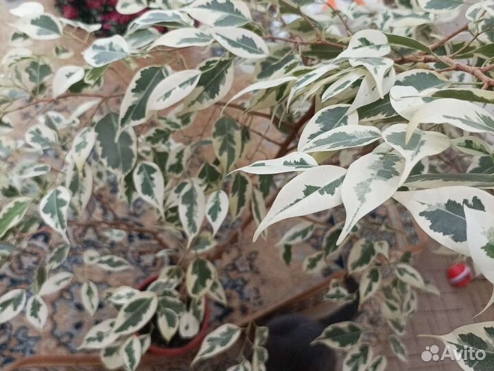 Фикусы Бенджамина