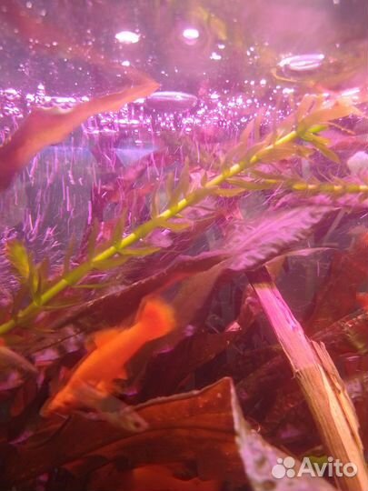 Оранжевые меченосцы и аквариумные растения