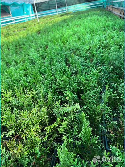 Туя смарагд с гарантией приживаемости