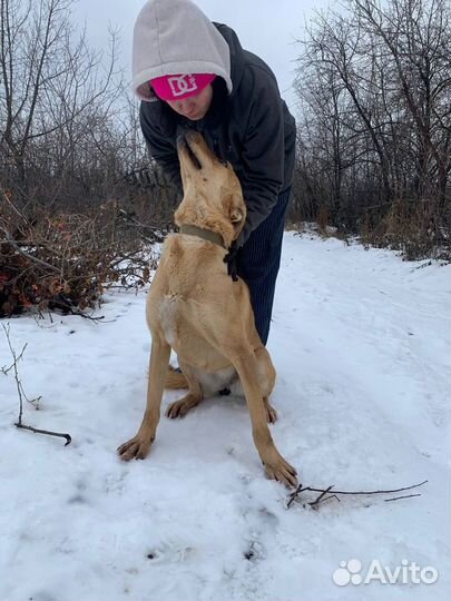 Витаминка. Обнимательная собака в добрые руки