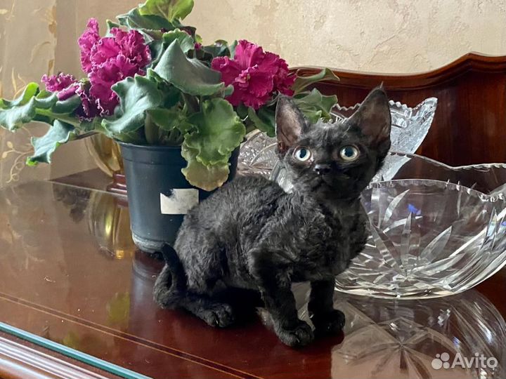 Девон рекс черный Артемон