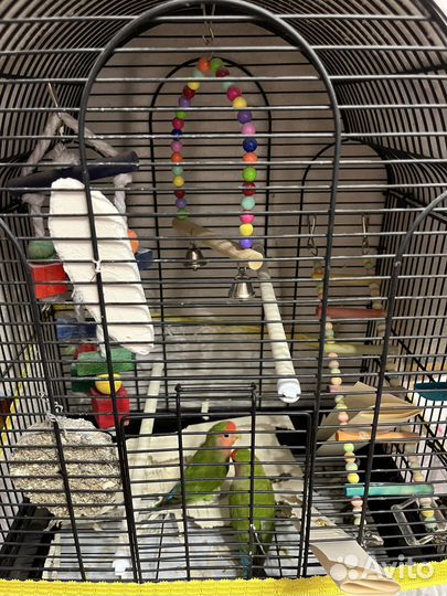 Попугай неразлучники с клеткой