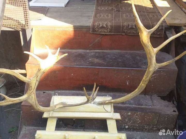 Продам рога лося