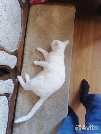 Белый кот