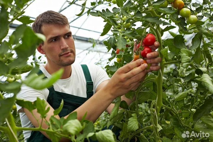 Сборщик овощей.вахта