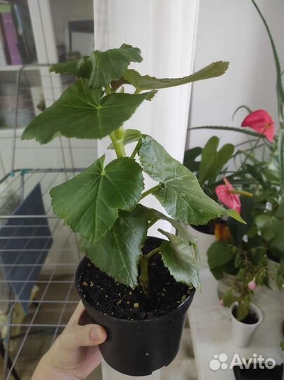 Бегония элатиор