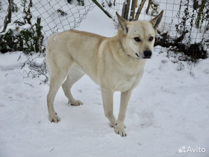 Собака в дар