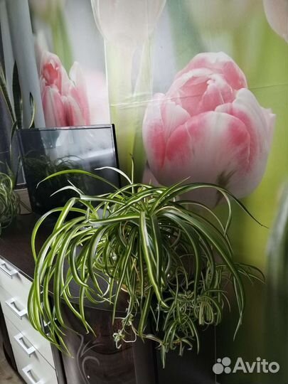 Хлорофитум Кудрявый (Бонни)