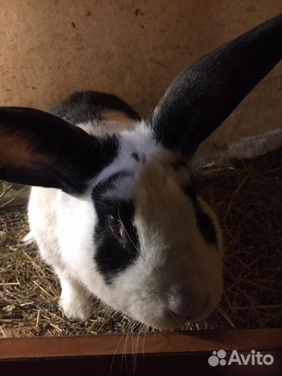 Кролик бабочка