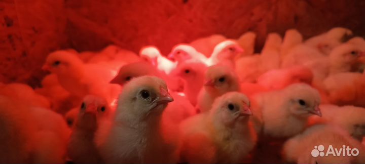 Цыплята бройлеры росс 308