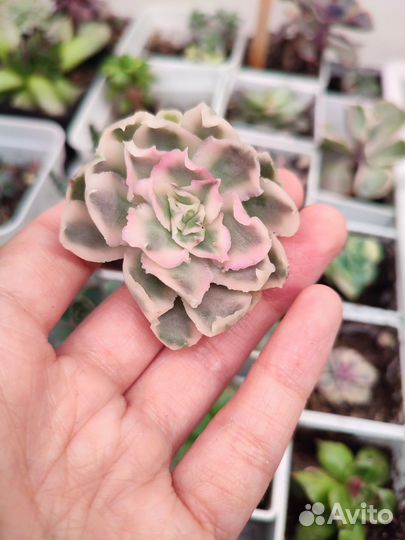 Суккуленты